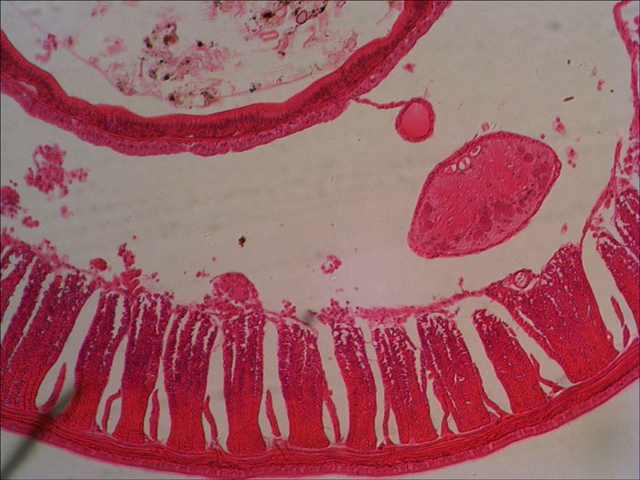 https://sonataoptics.sk/images/detailed/318/levenhuk-n80-ng-dop14-Earthworm.jpg