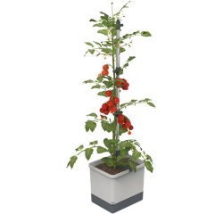 GUSTA GARDEN TOM TOMATO STANDARD SAMOZAVLAZOVACI KVETINAC SVETLO SEDY, GG-100610